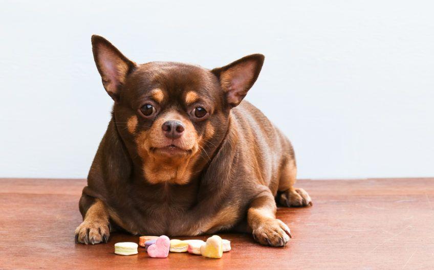 Otyły pies leży ze smakołykami na drewnianej podłodze.