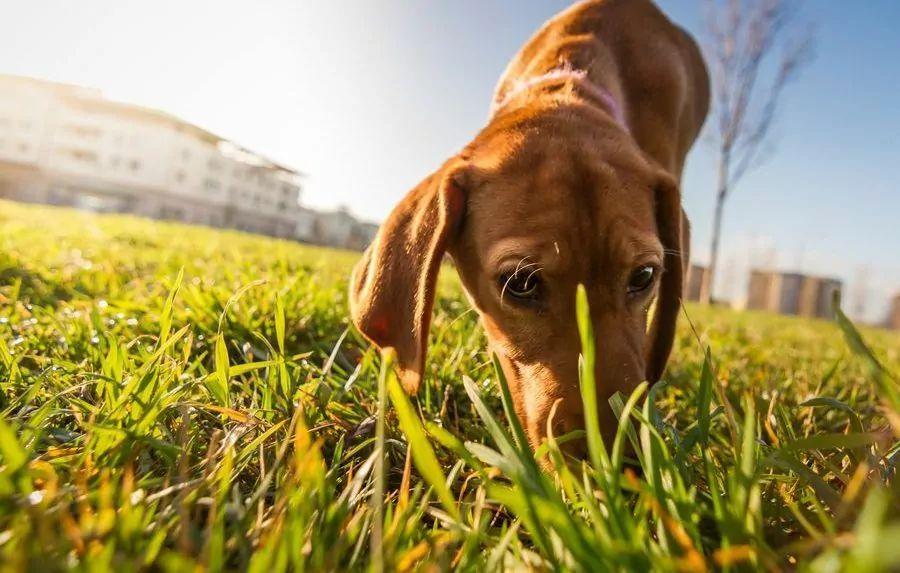 Pies wącha trawę