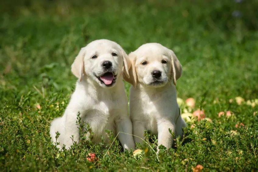 Dwa szczeniaki rasy labrador na trawie