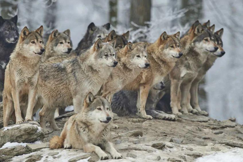 Stado wilków w lesie