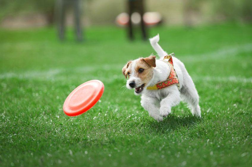 Jack Russell biegnie za frisbee