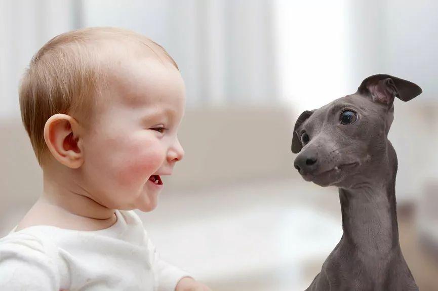 Jak zaprzyjaźnić psa z noworodkiem?