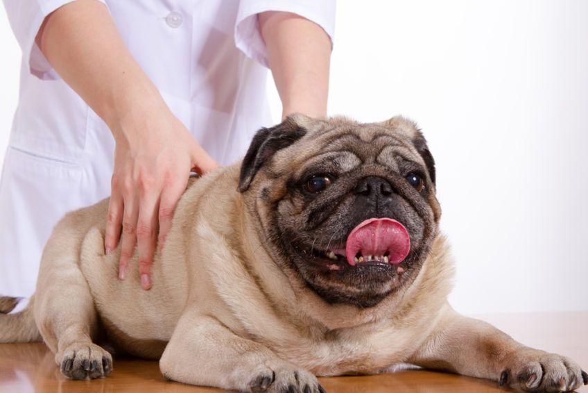 masaż zadowolonego psa