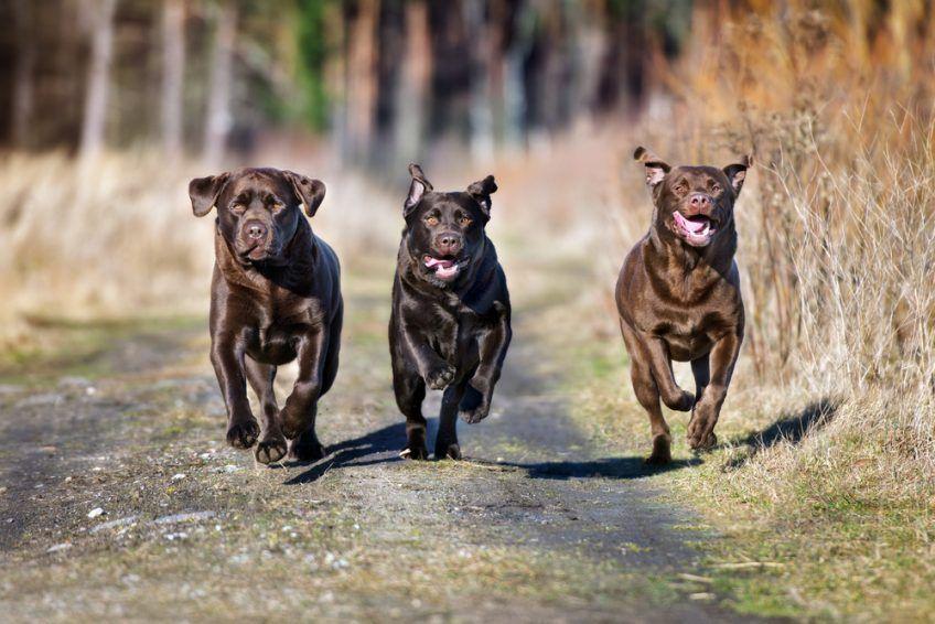Trzy biegnące labradory