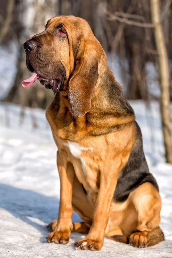 Bloodhound zimą