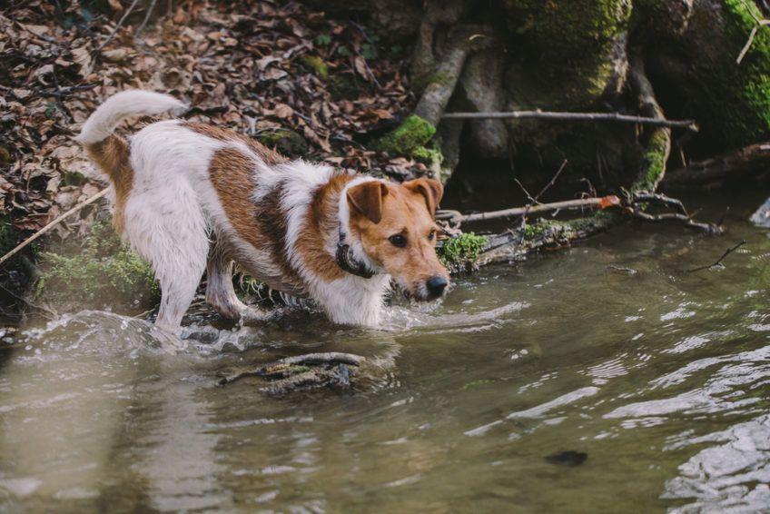 Fox terrier wchodzi do wody