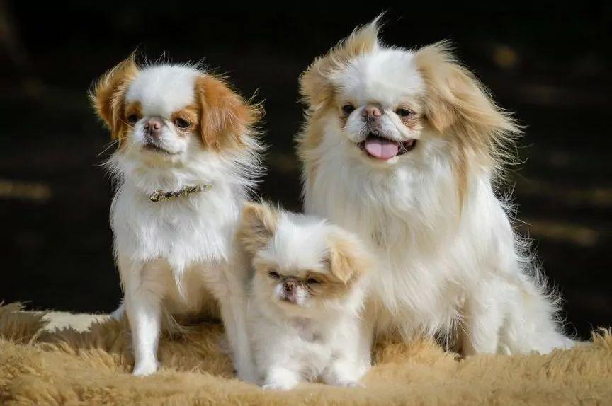 Biało-rude psy rasy chin japoński