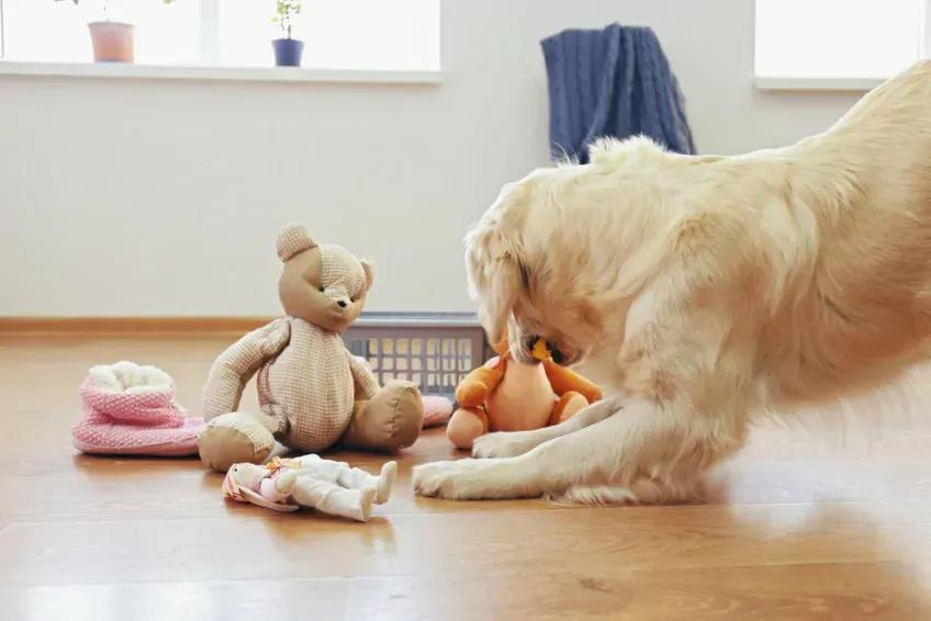 pies z zabawkami