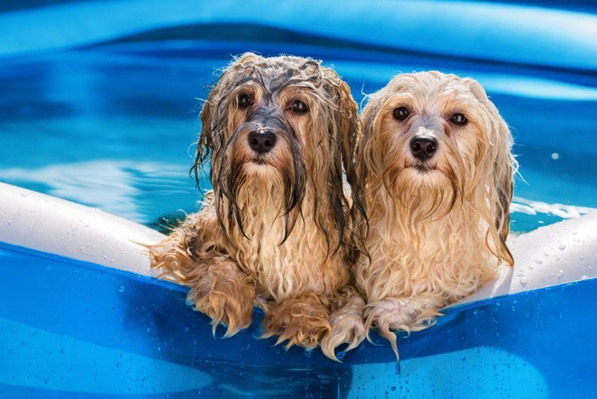 psy w basenie