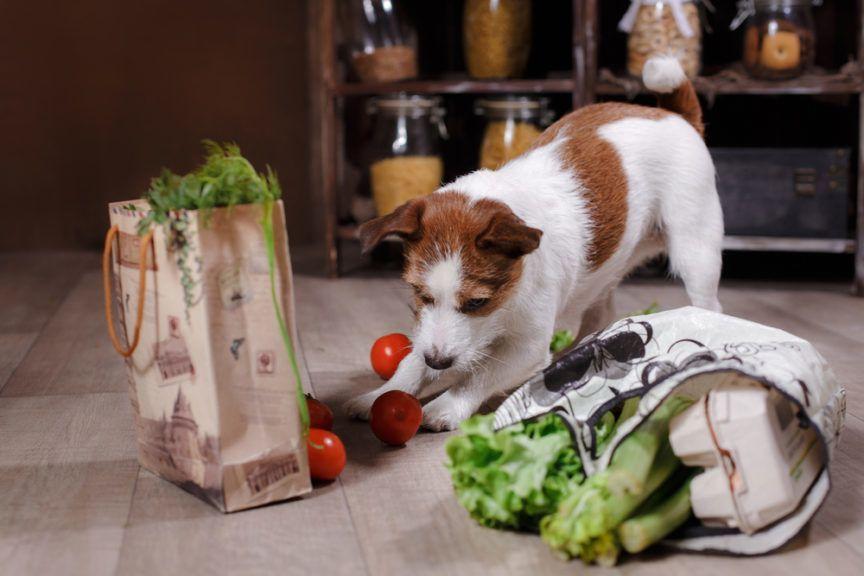 Pies rasy Jack Russell Terrier i torby z jedzeniem na podłodze w kuchni