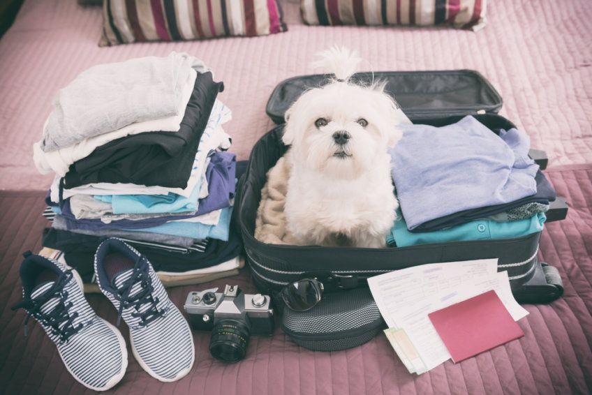 pies w walizce