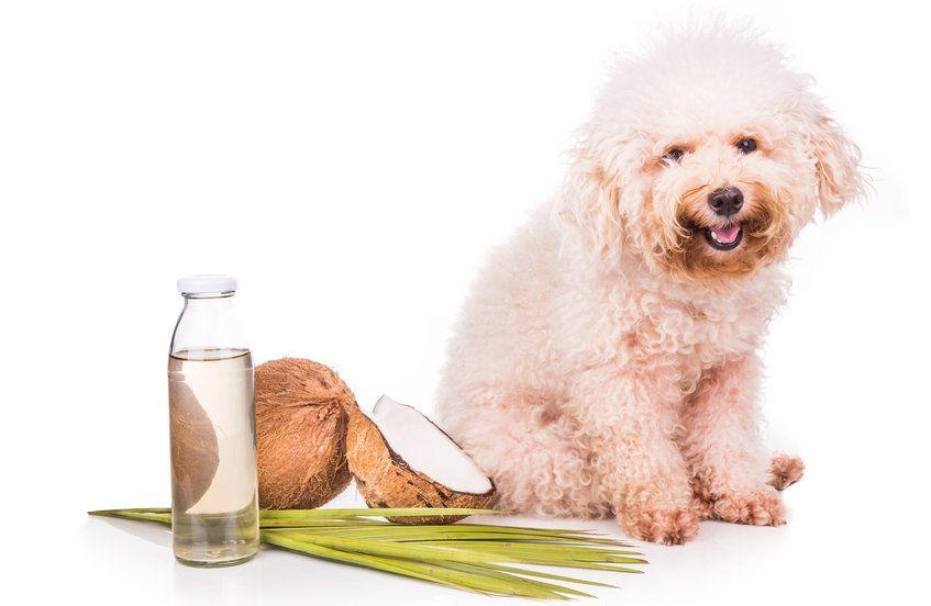 Pies i olej kokosowy