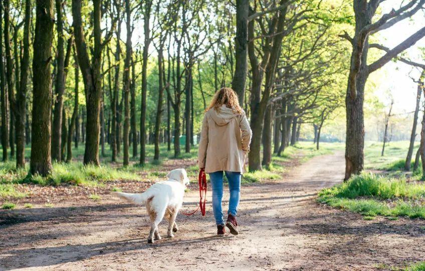 Dziewczyna spaceruje z psem po lesie