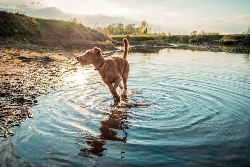 pies nad wodą