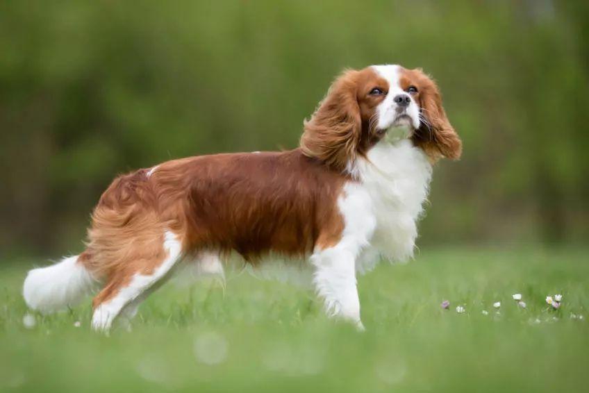 Cavalier king charles spaniel na trawie pozuje do zdjęcia rasy psów