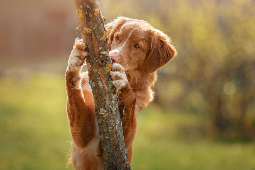 Problem behawioralny, pies przytula drzewo