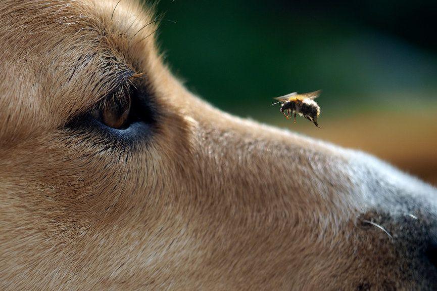 Zbliżenie na pszczołę, która siedzi na nosie psa