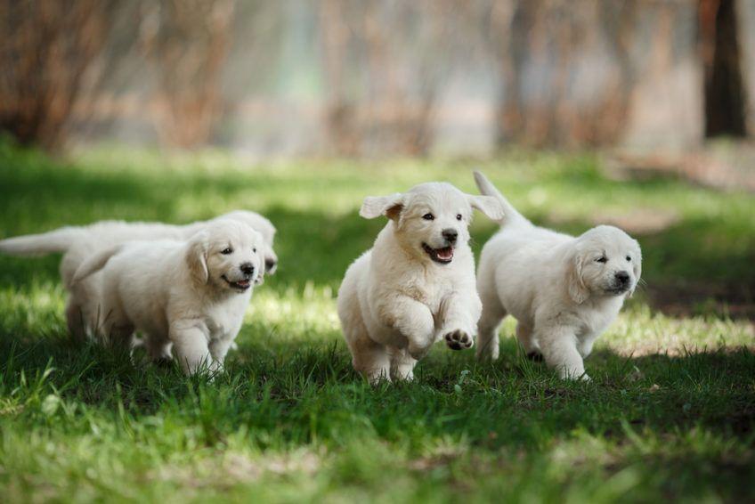 Małe szczeniaki biegną po trawie