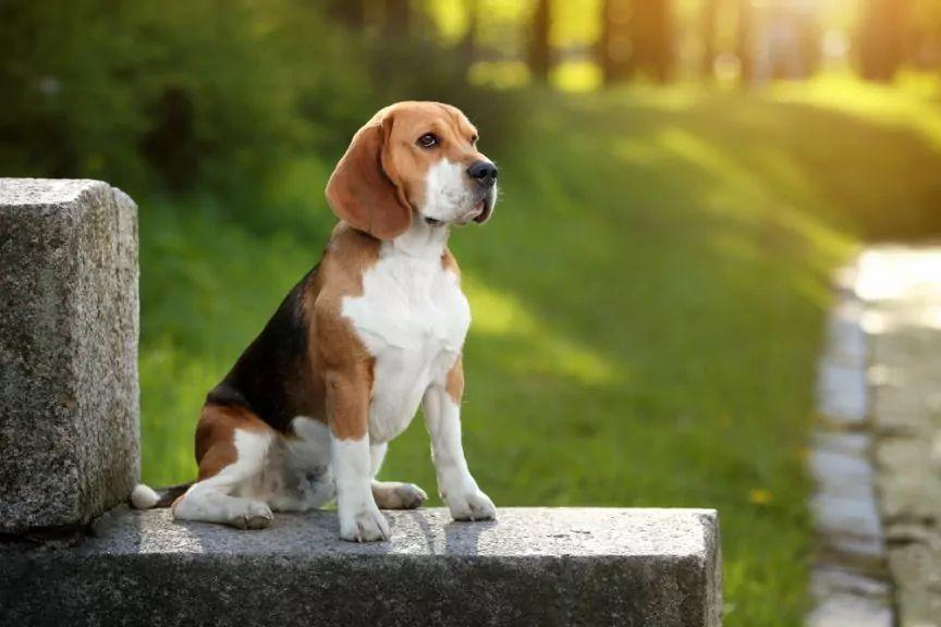 Beagle siedzi w parku