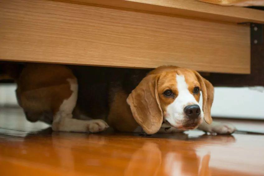 Beagle ukrywa się pod łóżkiem