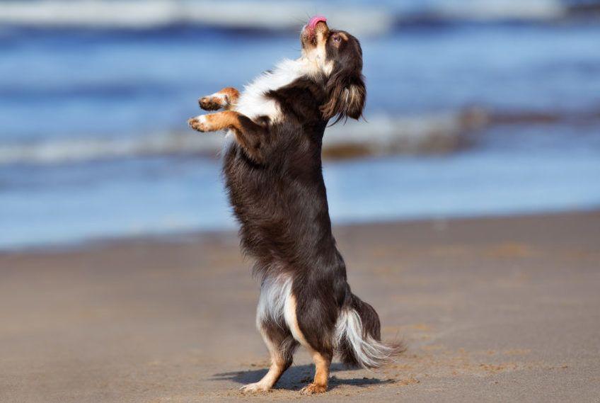 Chihuahua tańczy na plaży