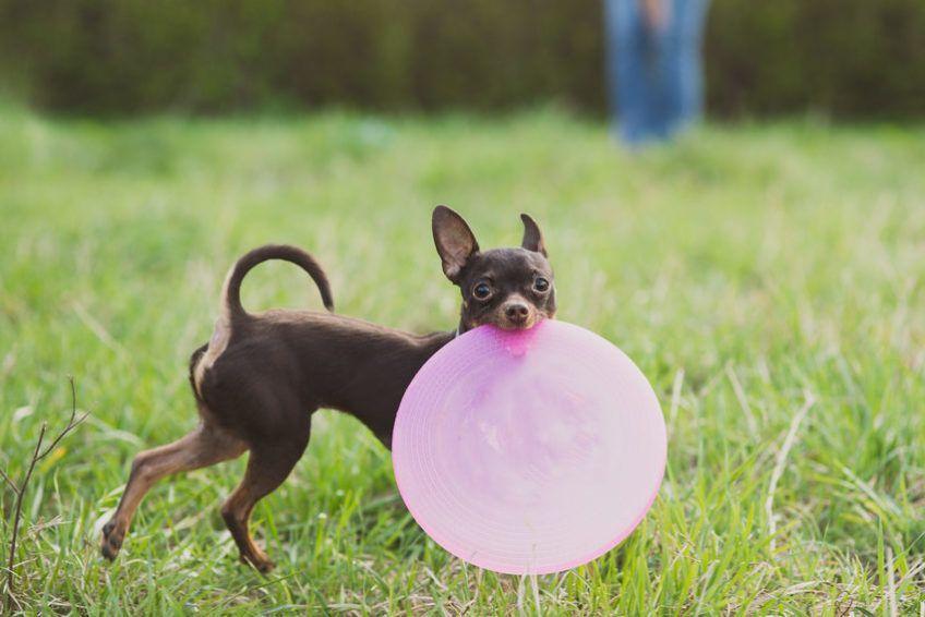 pies trzyma frisbee