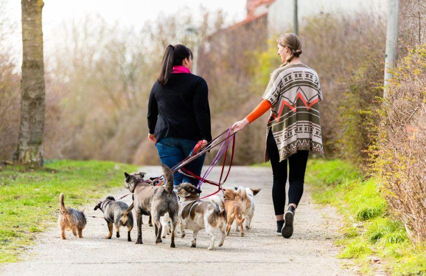 Dwie panie dog sitter na spacerze z psami