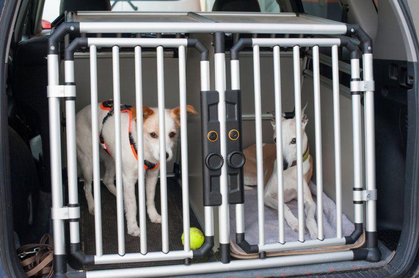 Psy w kennelu w bagażniku