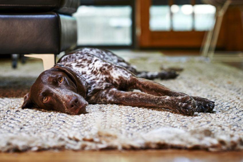 Pies leży w domu na dywanie