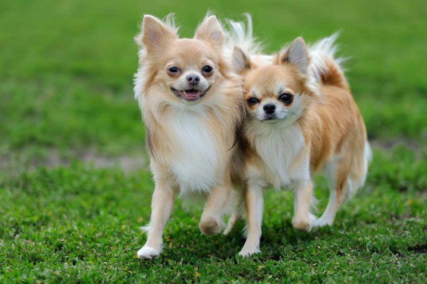 Dwa psy rasy Chihuahua idą obok siebie