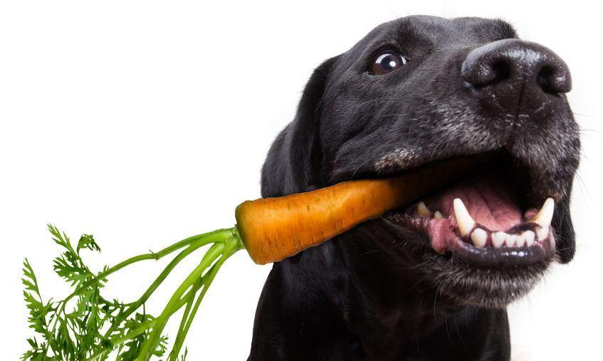 Pies je marchewkę