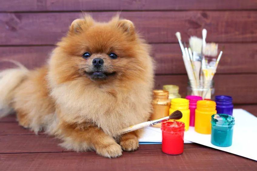 Pomeranian maluje farbami