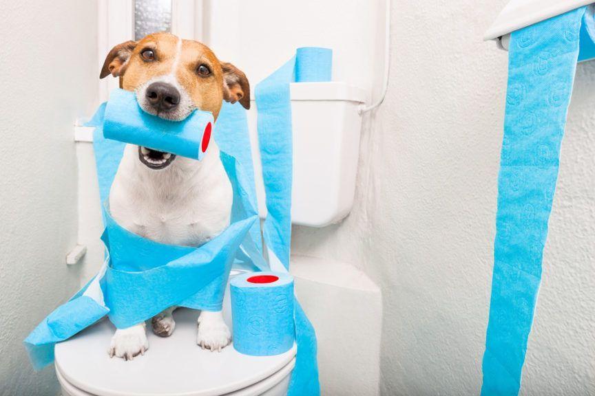 Jack Russell Terrier siedzi owinięty niebieskim papierem na toalecie