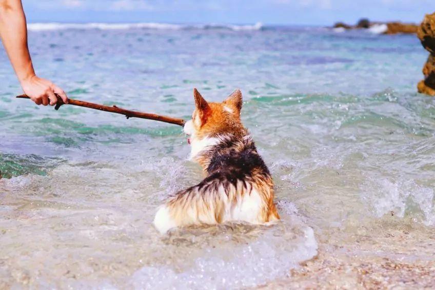 Pies w wodzie