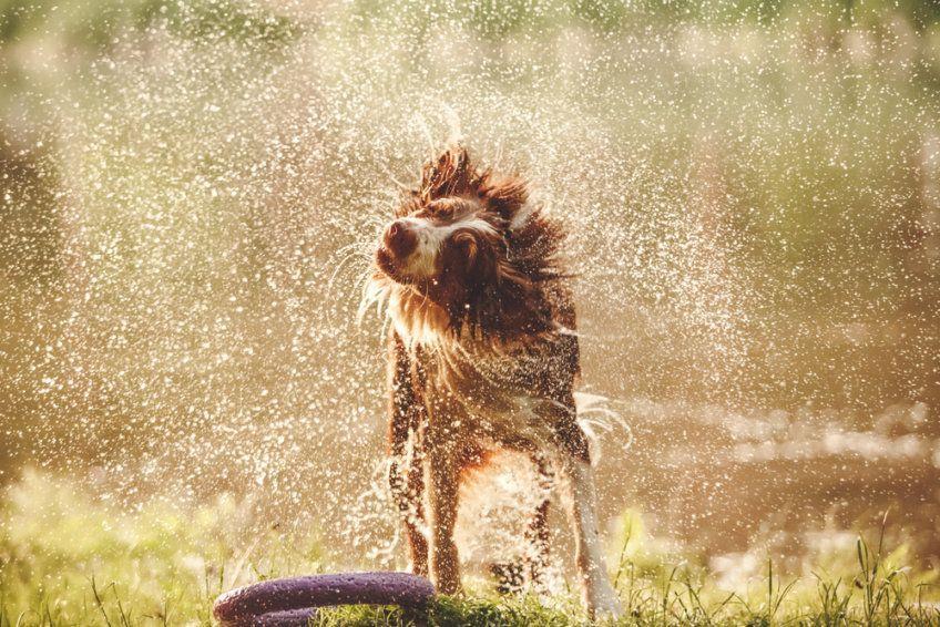 pies otrzepuje się z wody