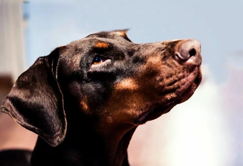 Zdjęcie głowy psa rasy doberman