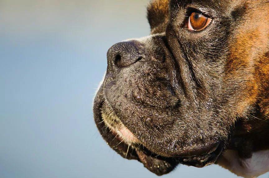 Zdjęcie z bliska profilu głowy psa rasy bokser