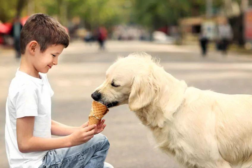 chłopiec częstuje psa lodem