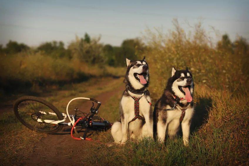 Dwa psy stoją na poboczu obok roweru