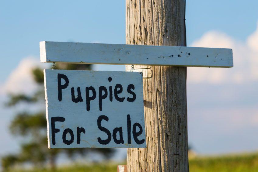 Ogłoszenie o szczeniakach na sprzedaż