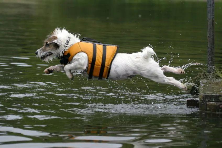 pies w kamizelce skacze do wody