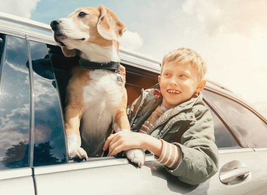 Beagle z chłopcem jedzie samochodem