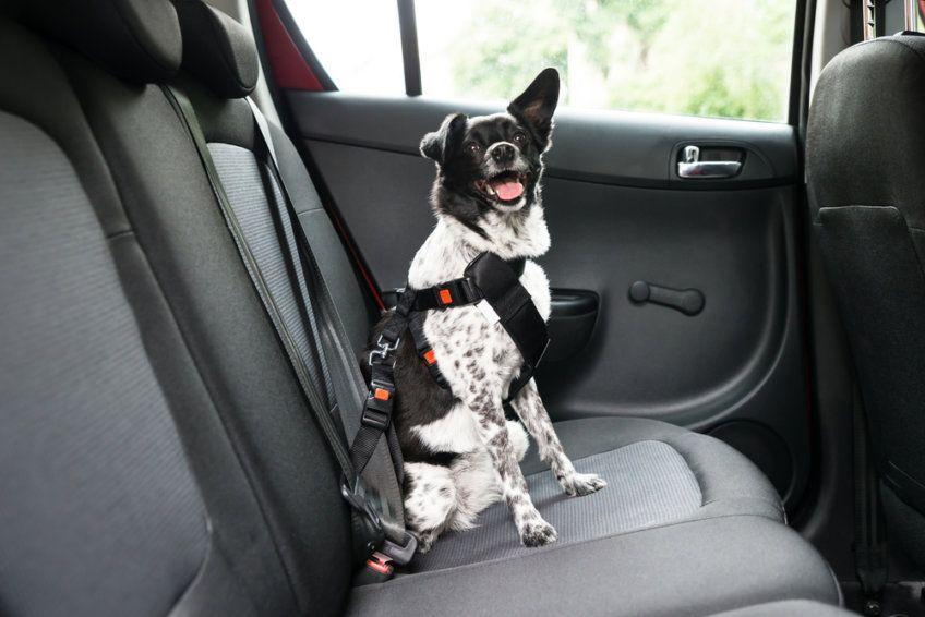 Pies w szelkach w samochodzie