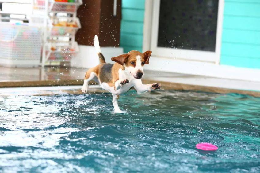 beagle skacze do wody