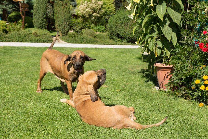 Bawiące się dwa młode psy rasy fila brasileiro