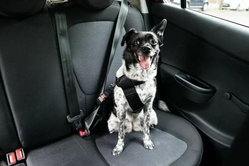 pies w samochodzie