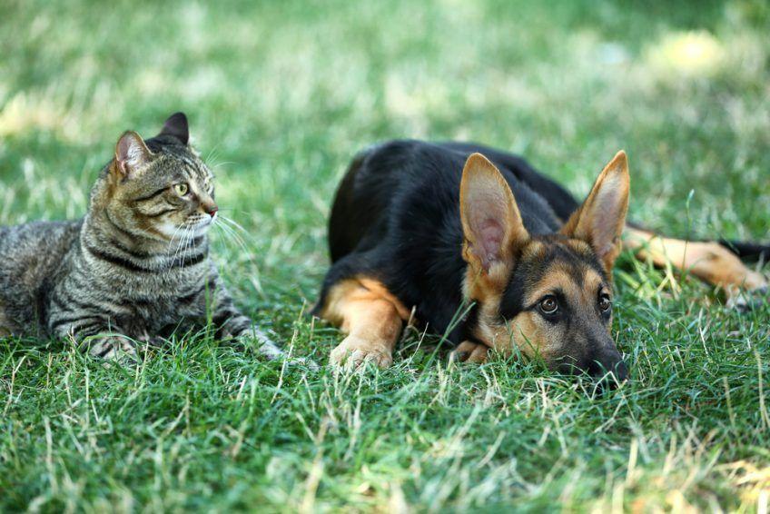 Pies i kot na łące