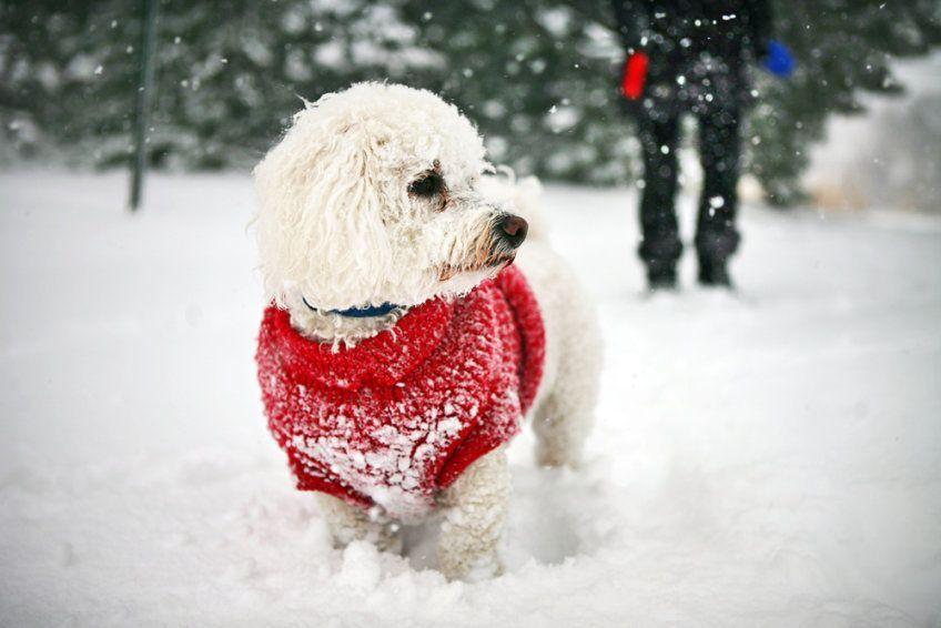 Pies w ubranku stoi na śniegu