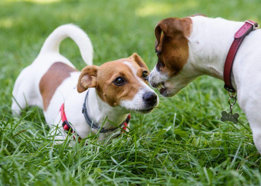 Dwa psy na trawie