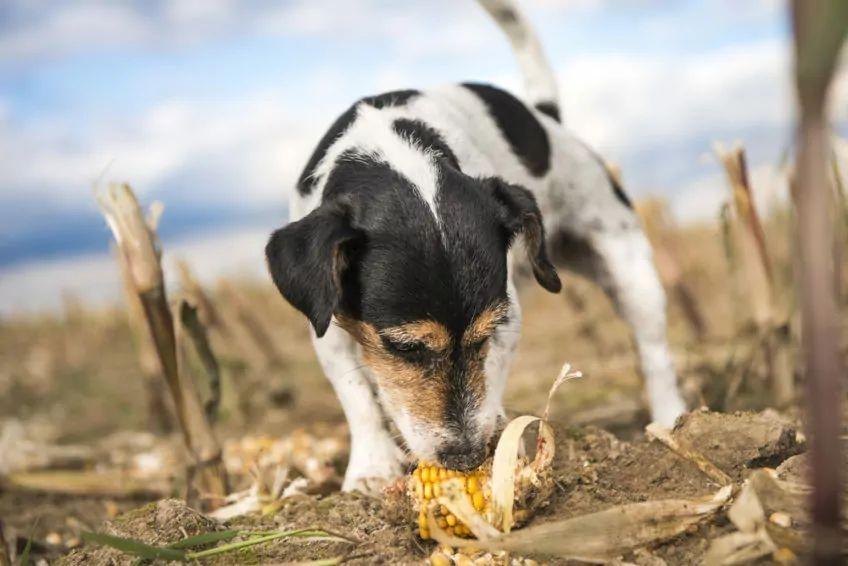 Pies je kukurydzę na polu